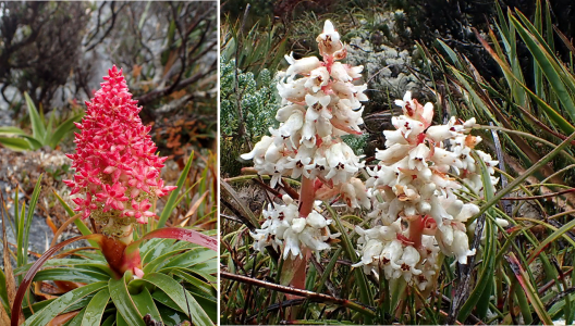 Richea continentis, Tetracarpaea tasmannica